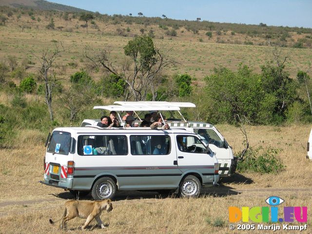 14649 Lion walking pas safari bus